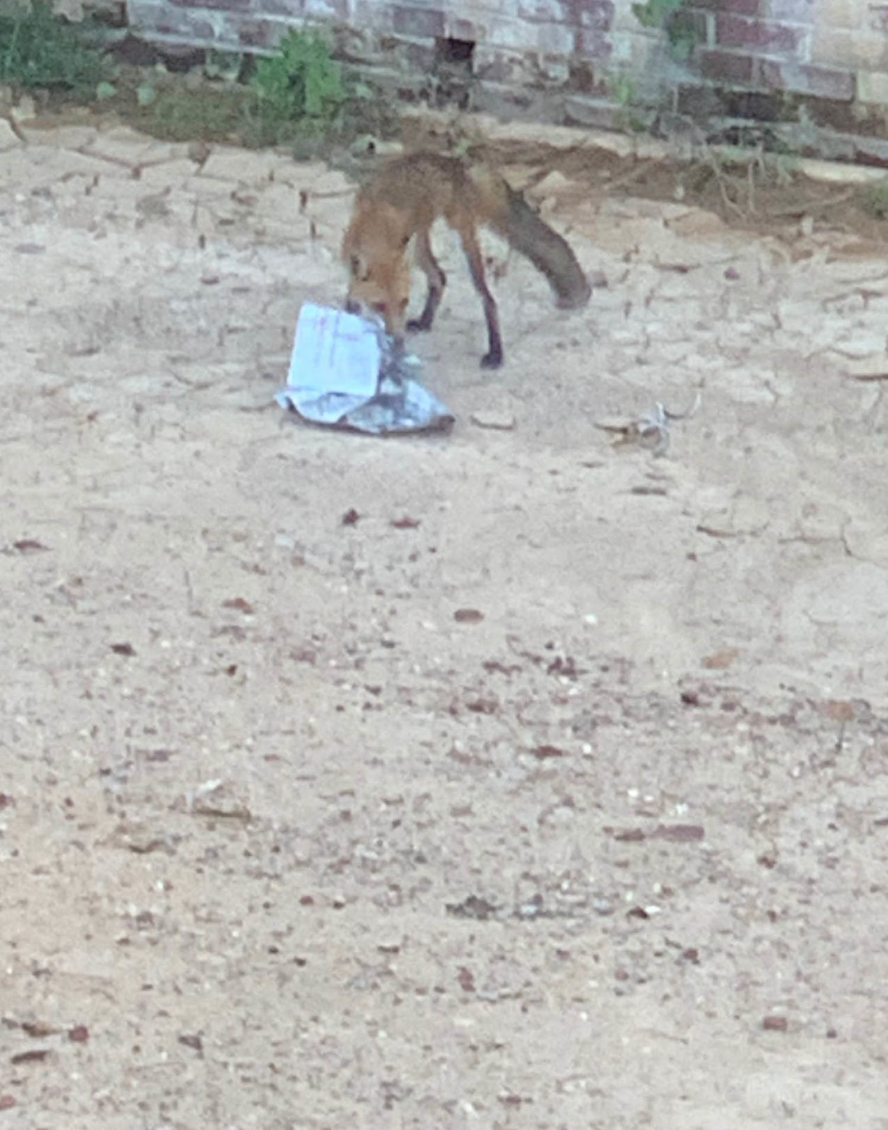 Fox
